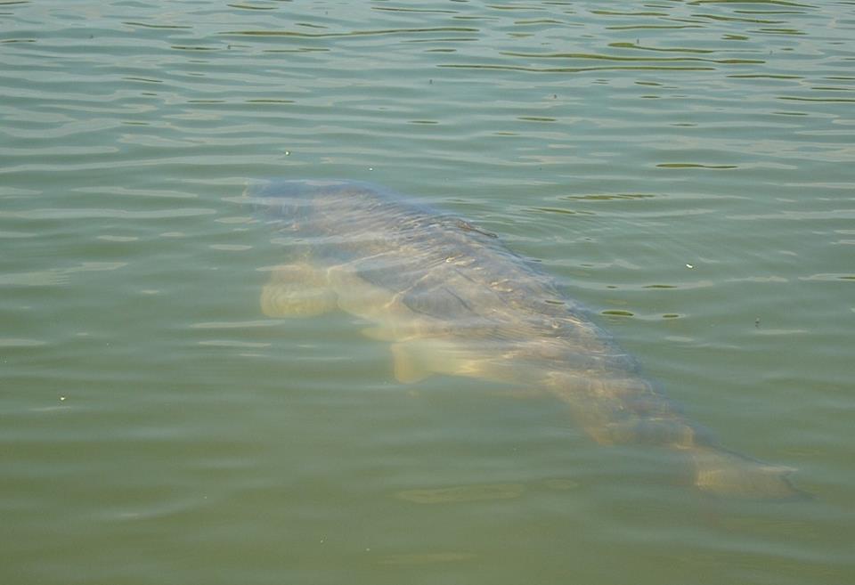 crapi - 5558334227308644755642134005044n.jpg